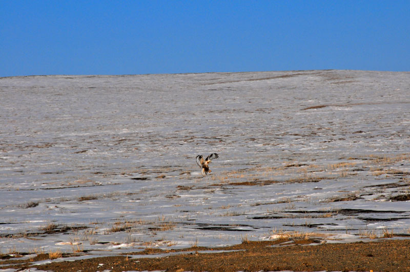 Mongolie